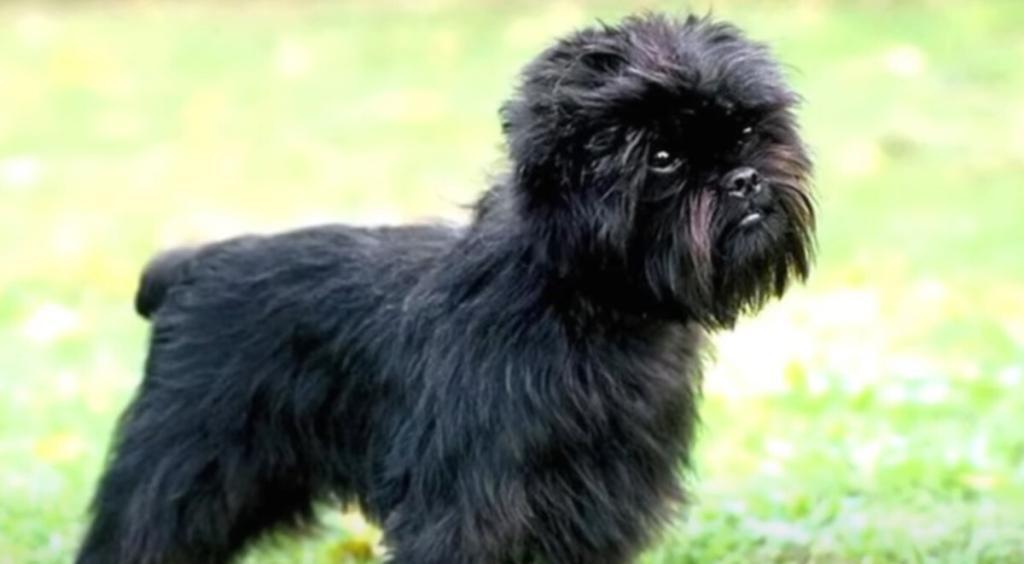 Affenpinscher