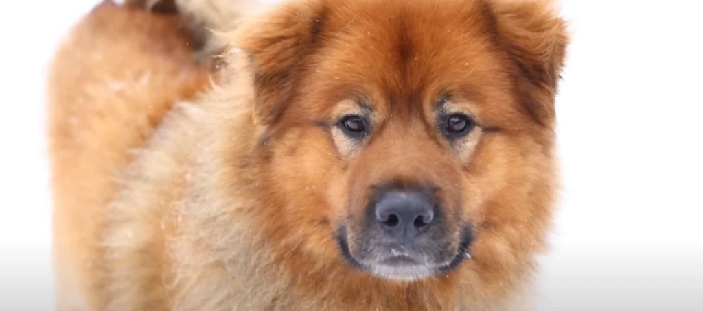 Akita Chow