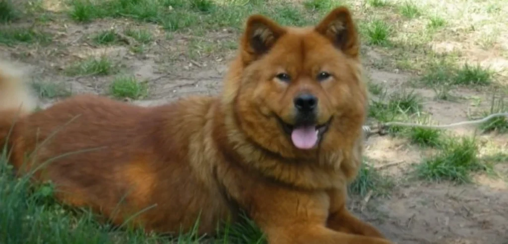 Akita Chow