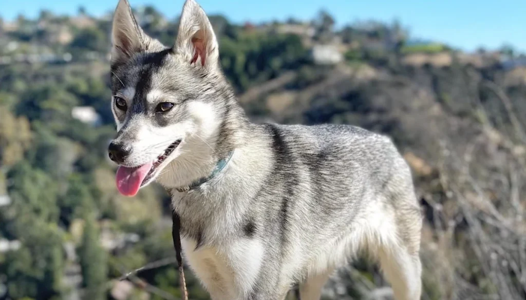 Alaskan Klee Kai