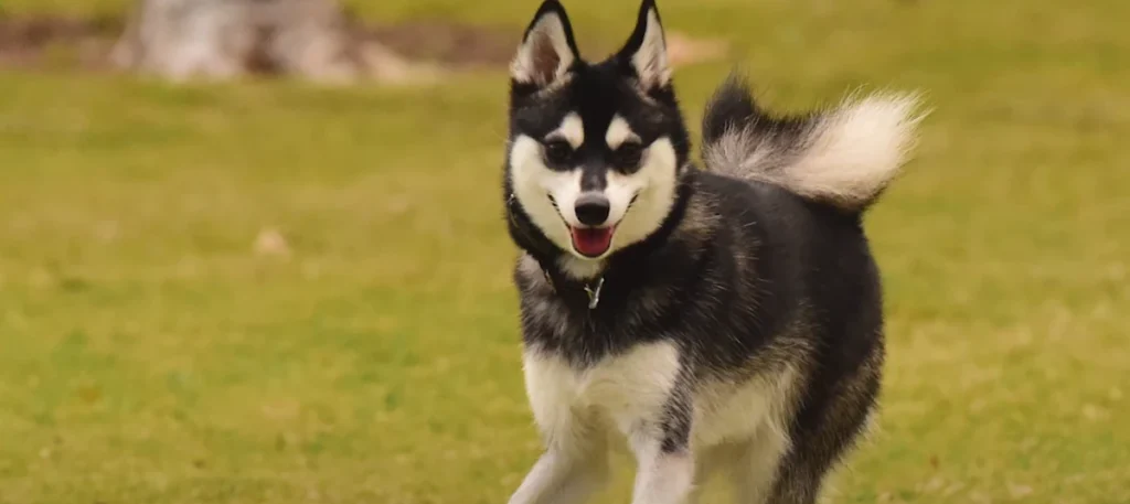 Alaskan Klee Kai