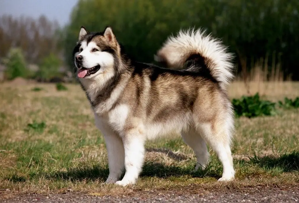 Discover the Mighty Alaskan Malamute: Arctic's Robust Canine