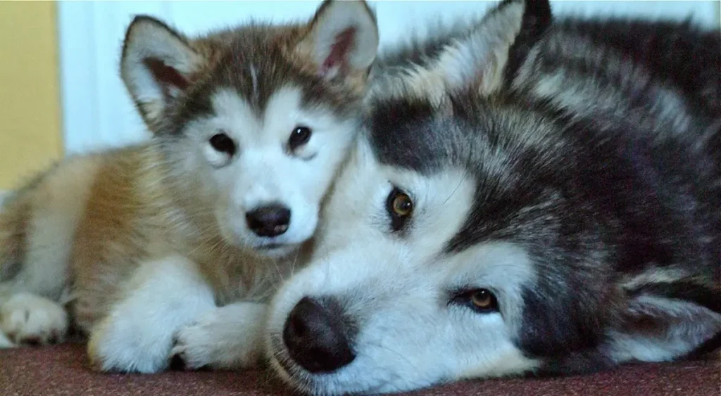 Alaskan Malamute