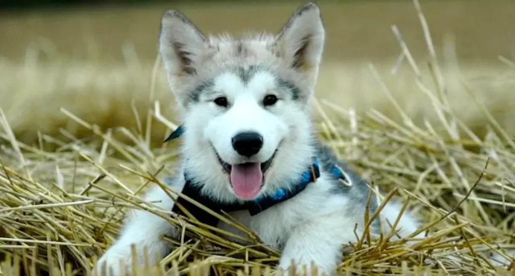 Alaskan Malamute