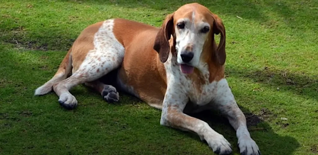 American English Coonhound