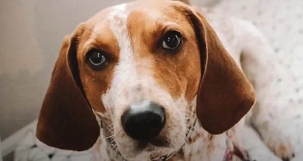 American English Coonhound