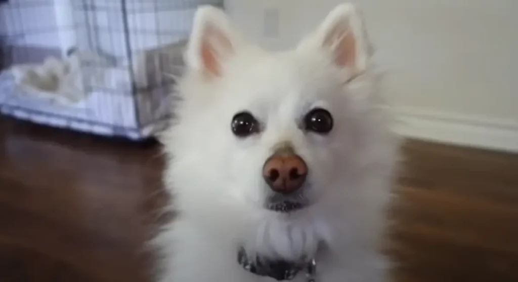 American Eskimo Dog