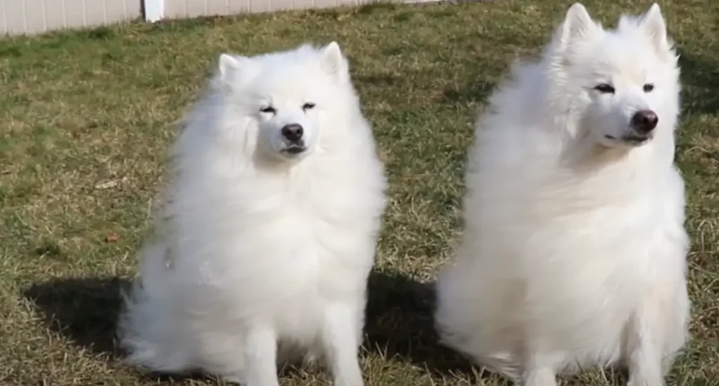 American Eskimo Dog