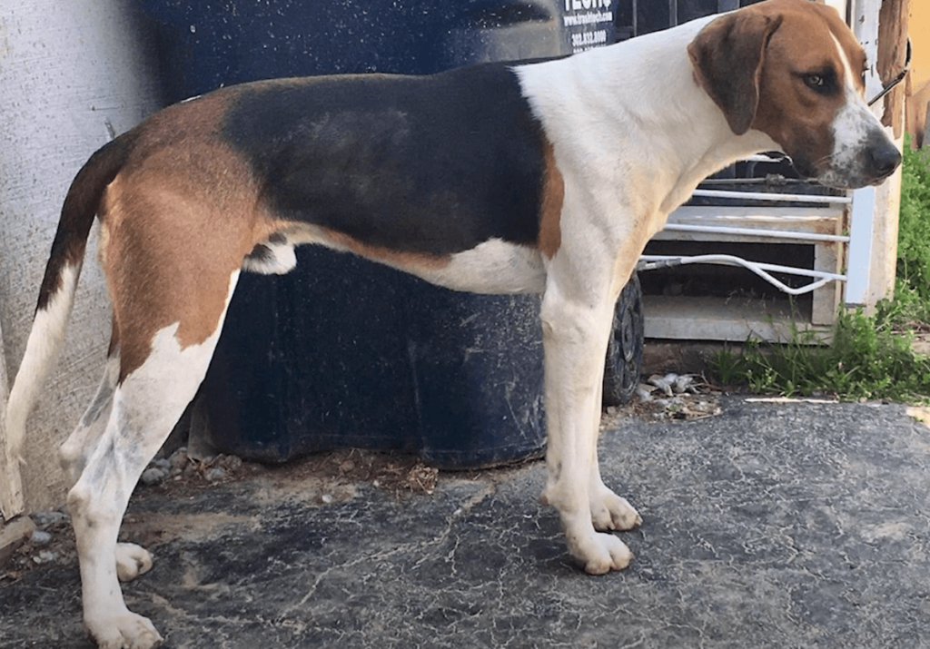 American Foxhound