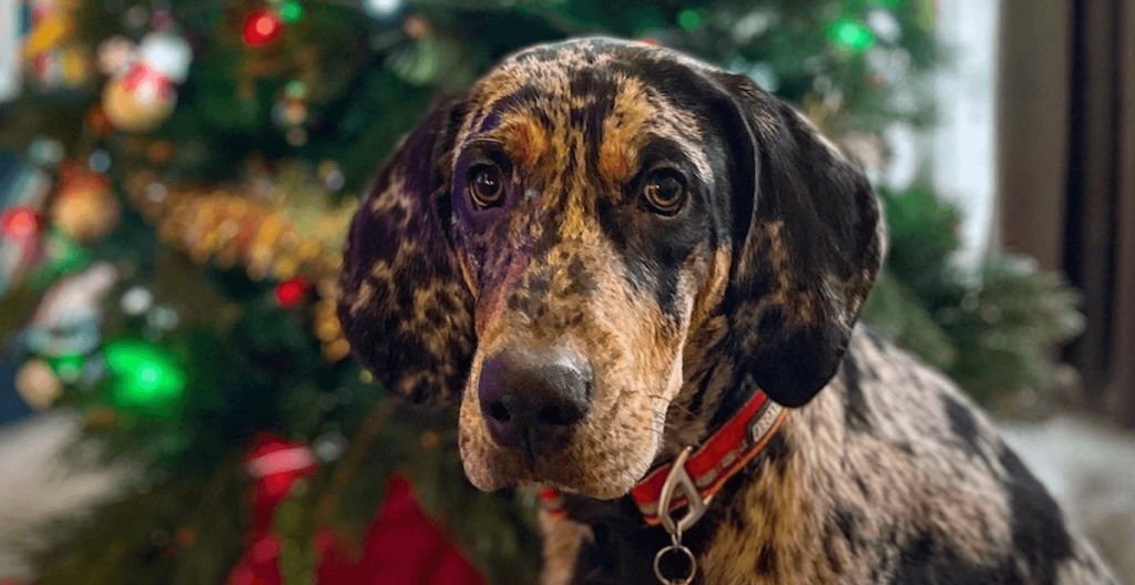 American Leopard Hound