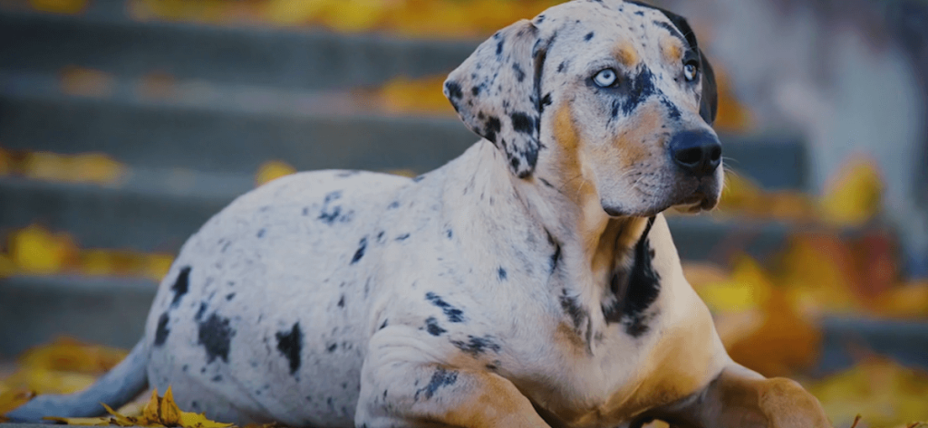 American Leopard Hound