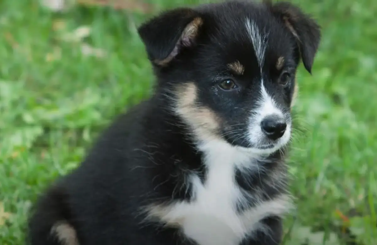 Discover the Unique Auggie Dog: A Blend of Corgi and Australian Shepherd