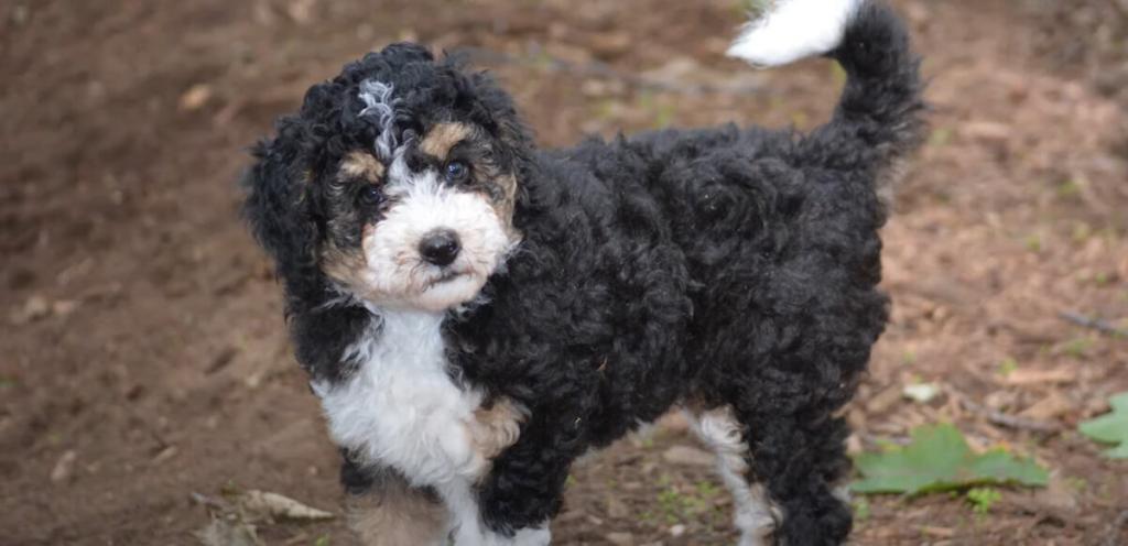 Aussiedoodle