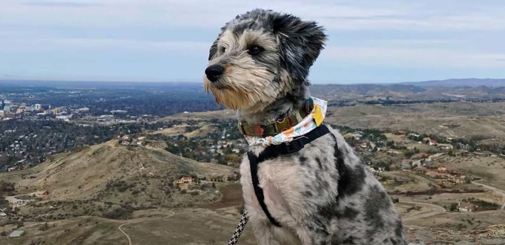 Aussiedoodle