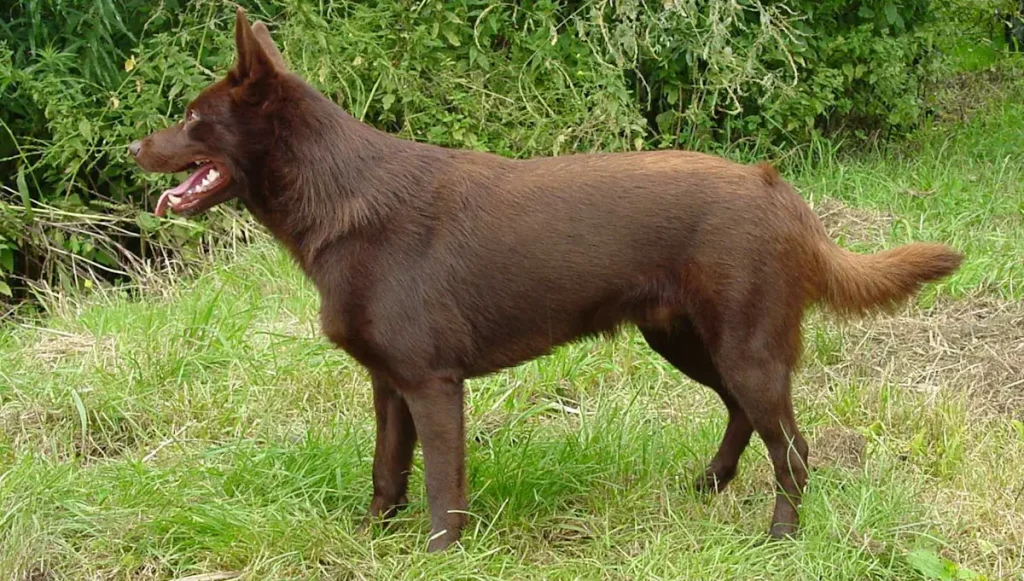 Australian Kelpie