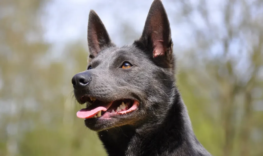 Australian Kelpie