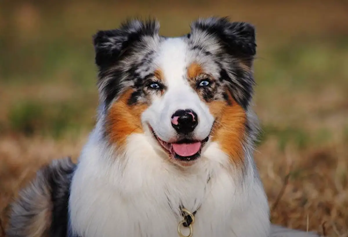 Understanding the Australian Retriever: A Blend of Loyalty & Intellect