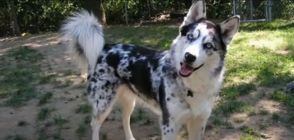 Australian Shepherd Husky Mix