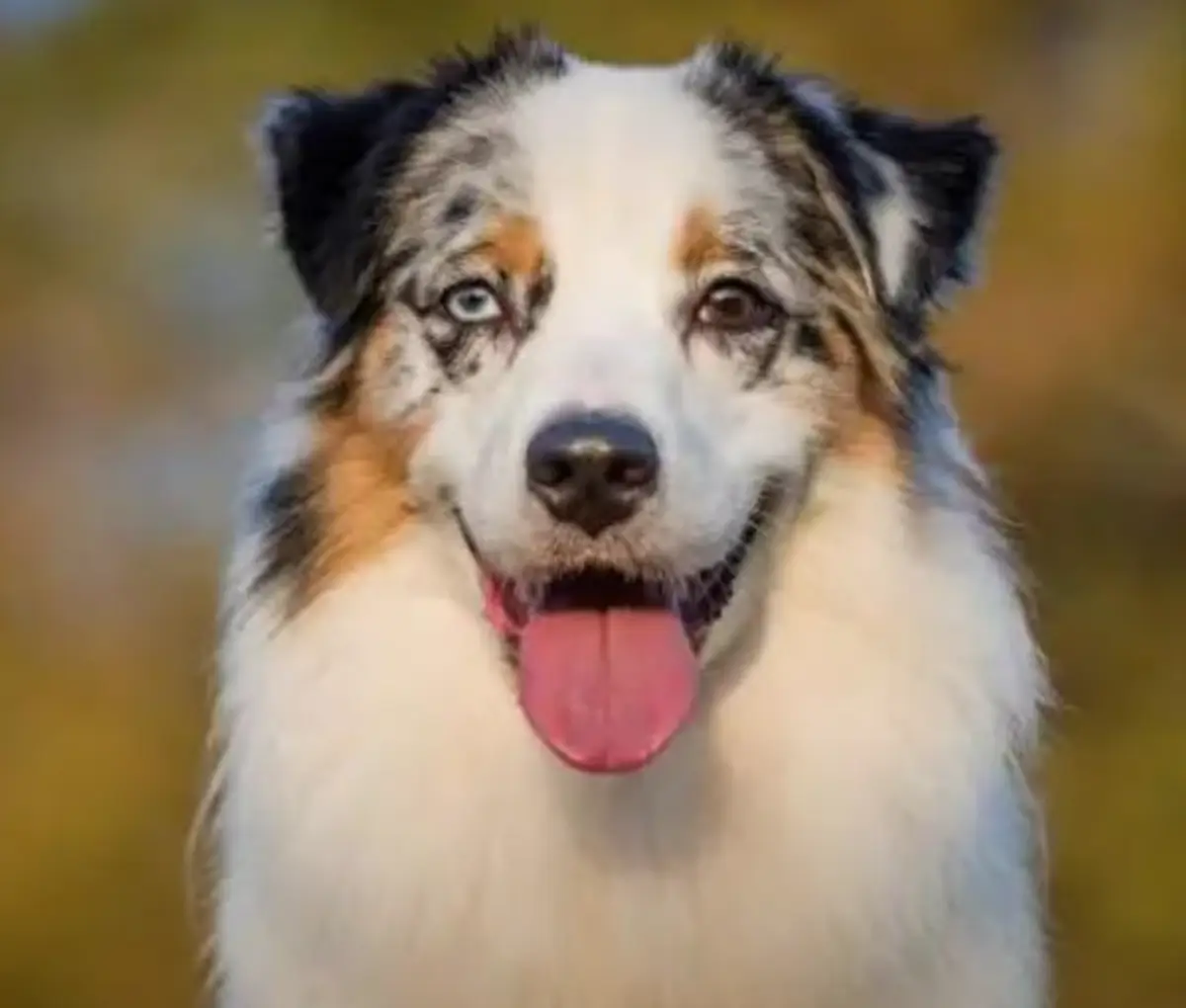 Discover The Dynamic Australian Shepherd Lab Mix Breed   Australian Shepherd Lab Mix.webp