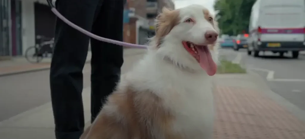 Australian Shepherd Lab Mix