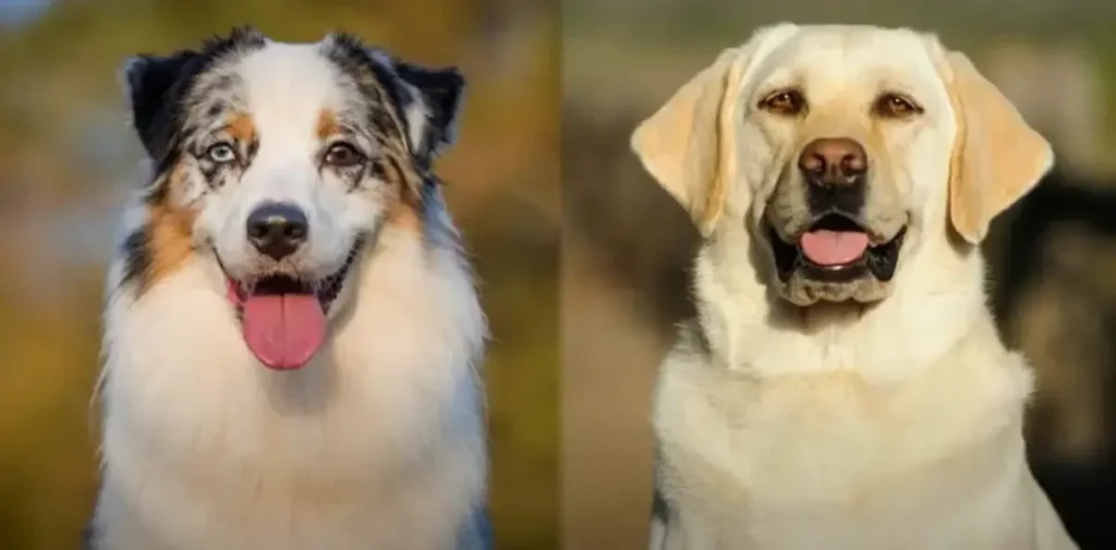 Australian Shepherd Lab Mix