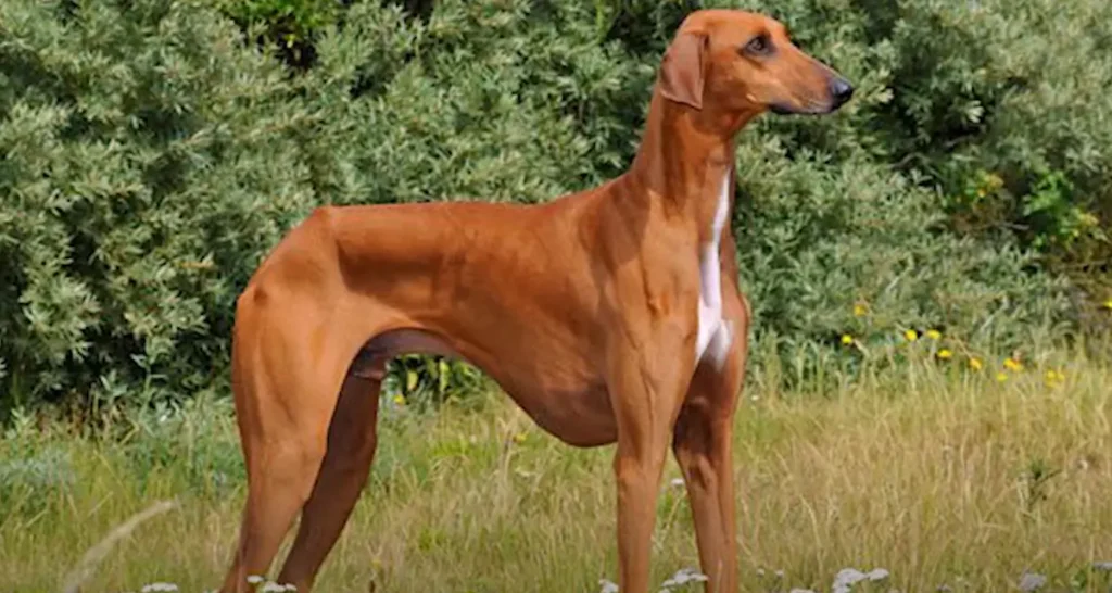 Azawakh Dog Breed