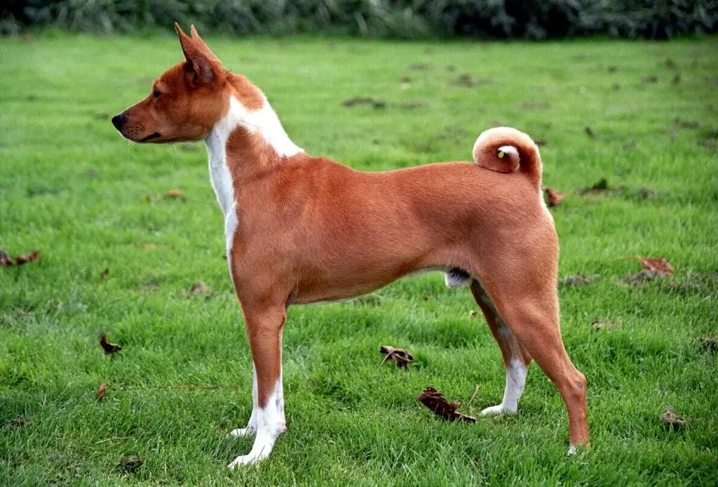 Unravel the Mystery of Basenji The Unique African Barkless Dog