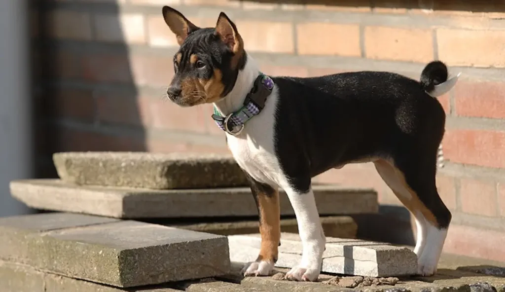 Basenji