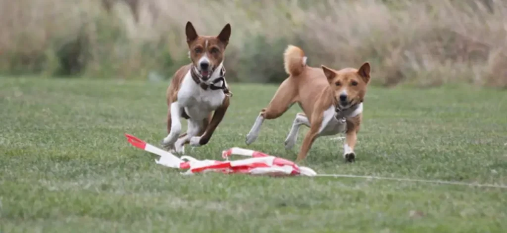 Basenji