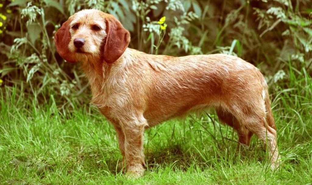 Basset Fauve De Bretagne