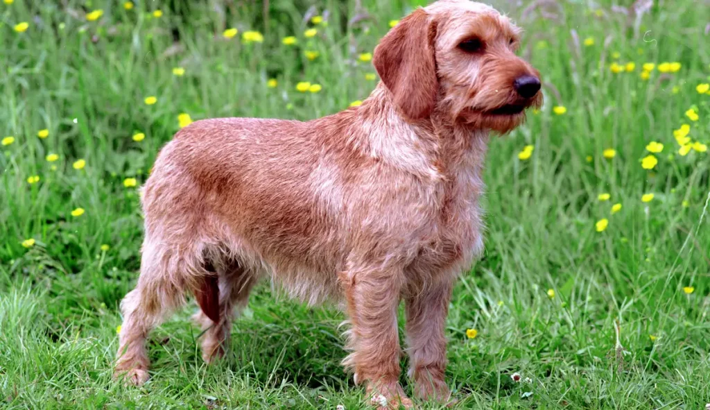 Basset Fauve De Bretagne