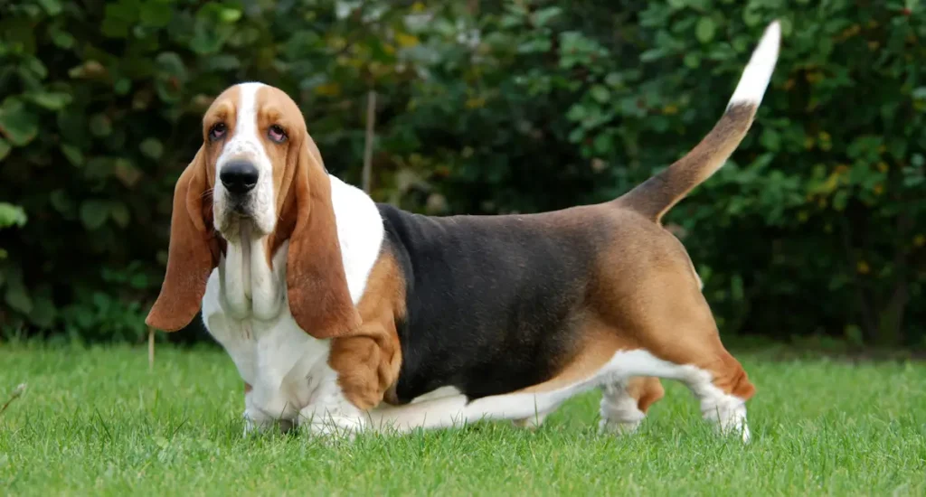 Basset Hound