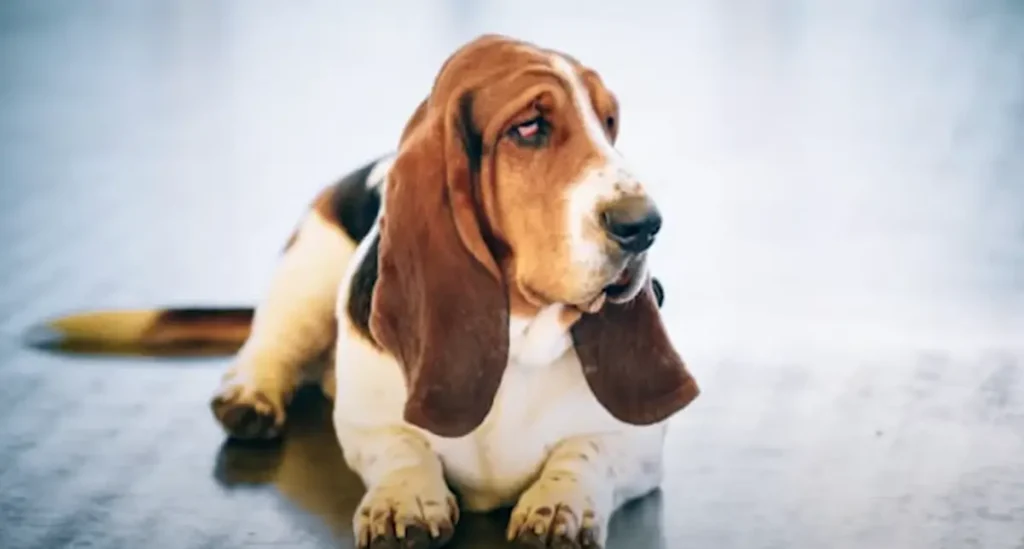 Basset Hound