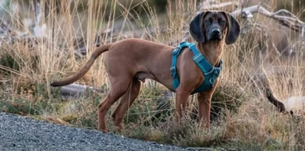 Bavarian Mountain Scent Hound