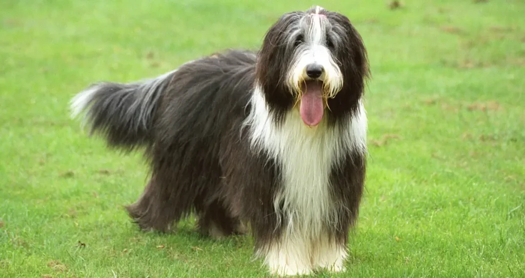 Bearded Collie