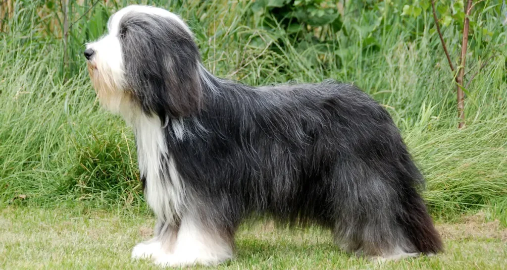 Bearded Collie