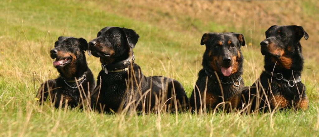 Beauceron