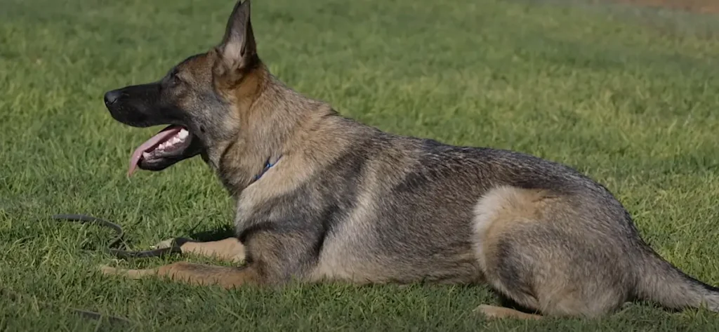 Belgian Sheepdog