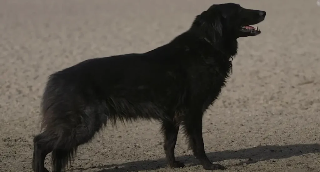 Belgian Sheepdog