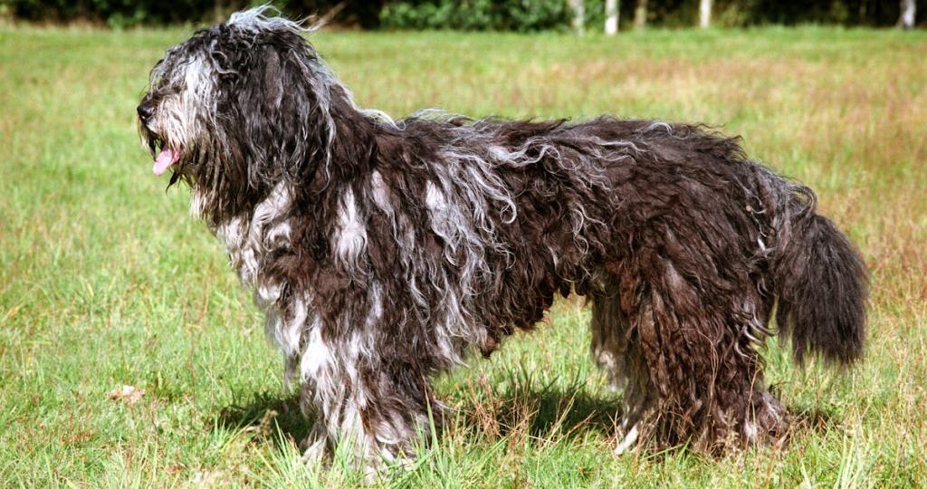 Bergamasco Sheepdog