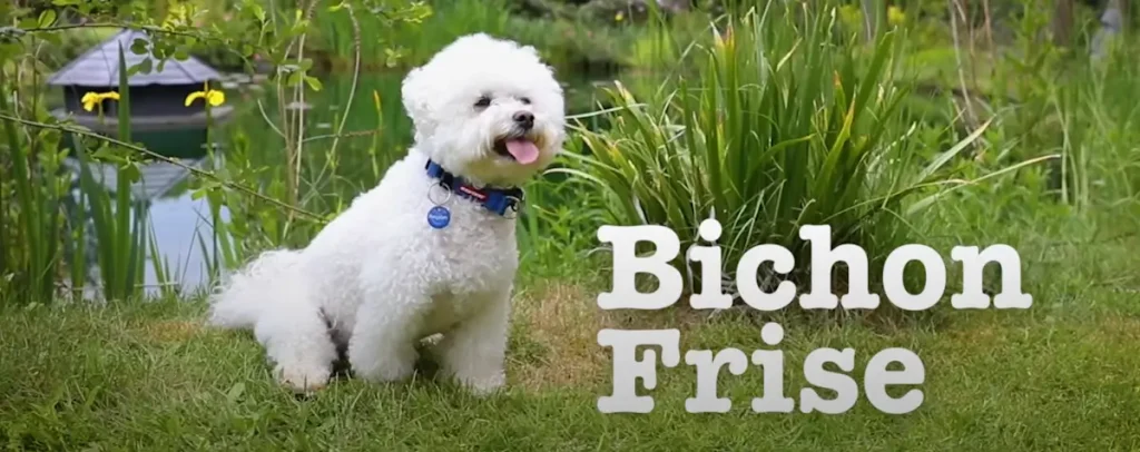 Bichon Frise