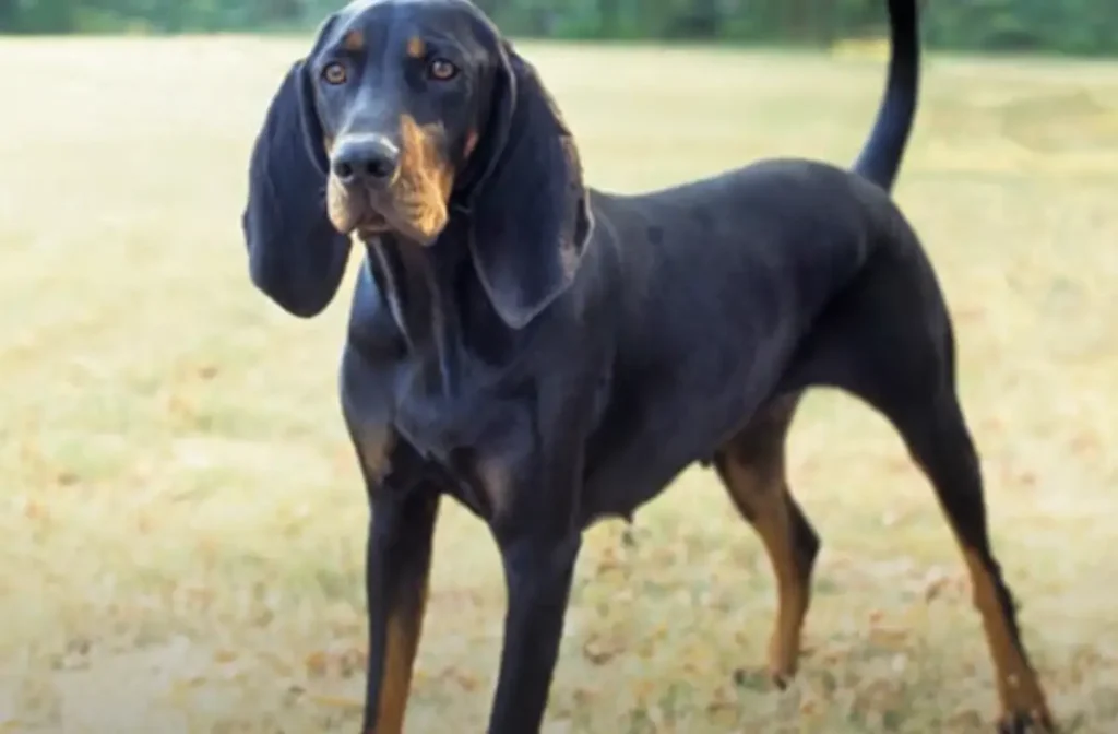 Black and Tan Coonhound