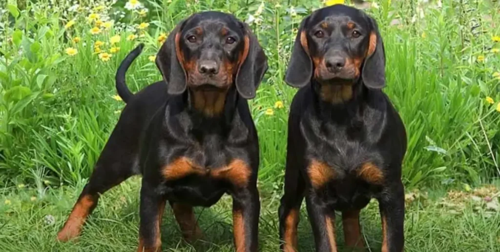 Black and Tan Coonhound