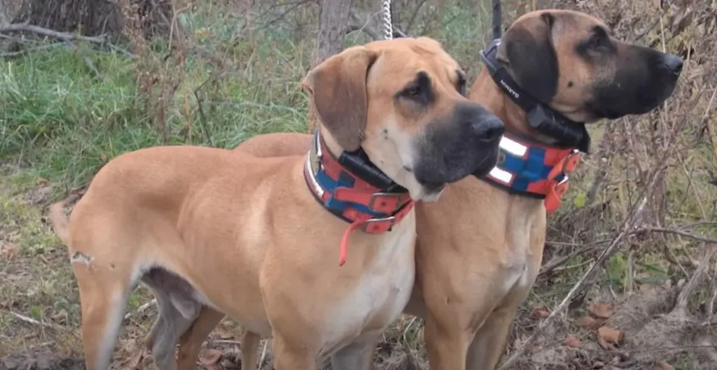 Black Mouth Cur