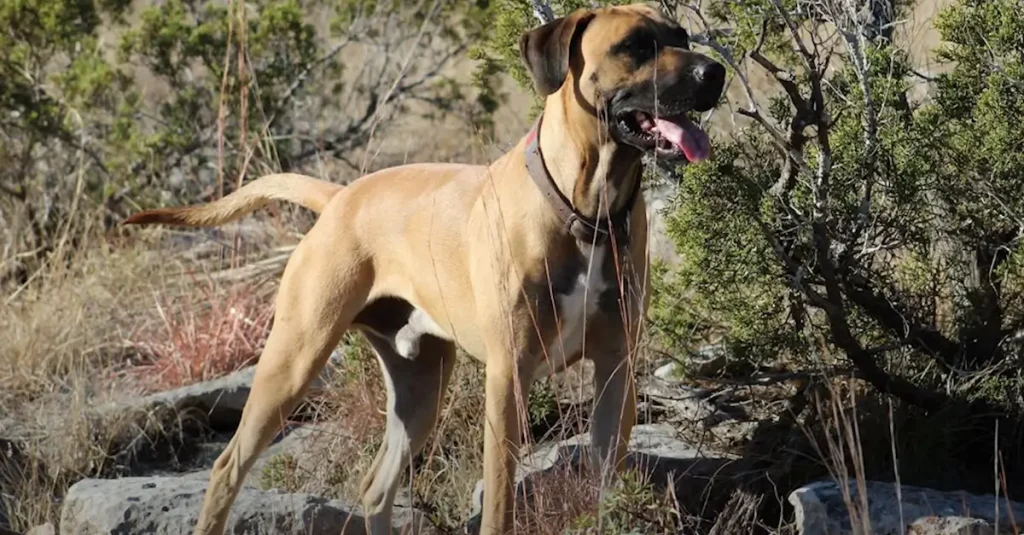 Black Mouth Cur