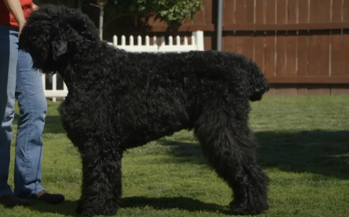 Black Russian Terrier