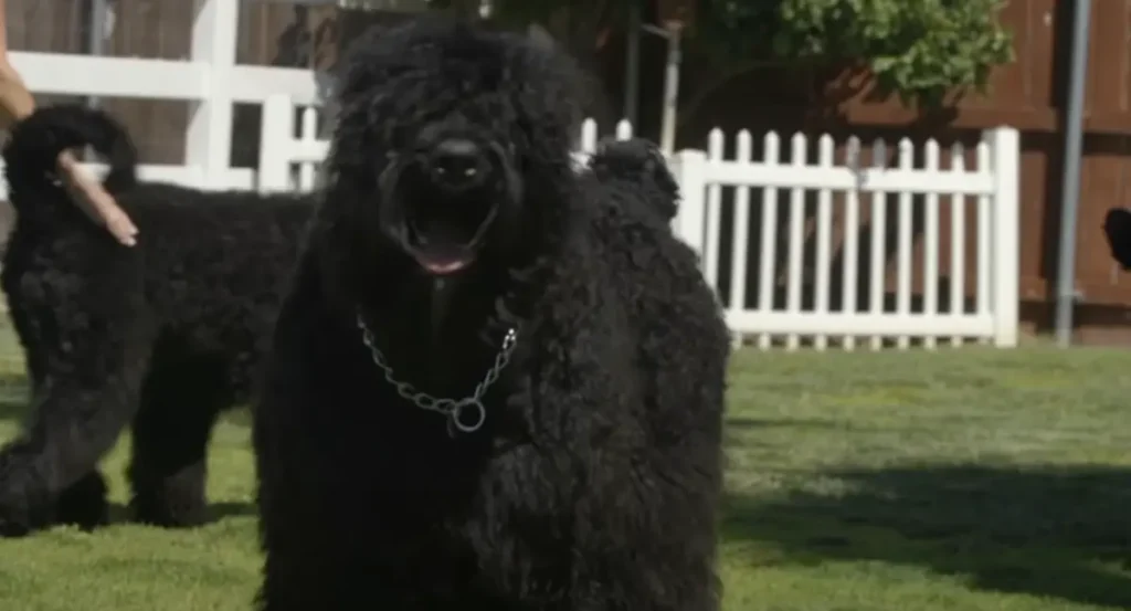 Black Russian Terrier