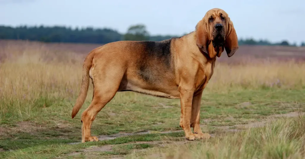 Bloodhound