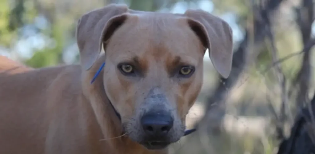 Blue Lacy