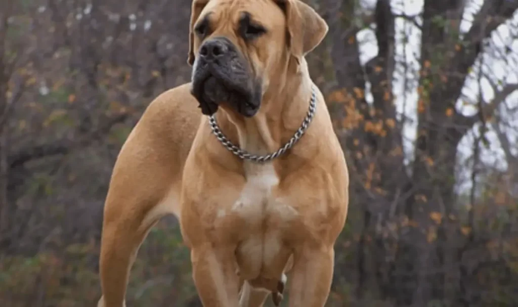 Boerboel